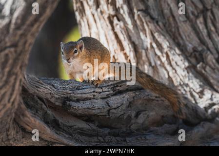 Ein afrikanisches Eichhörnchen auf einem Ast vor seiner Höhle auf einem alten knorrigen Baum im Etosha-Nationalpark, Namibia, Afrika Stockfoto