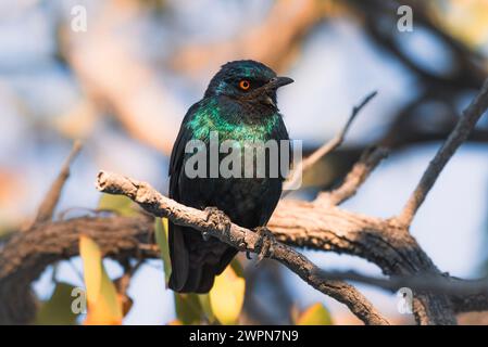 Cape Glossy Starling (Lamprotornis nitens) an einem Zweig im Etosha-Nationalpark, Namibia, Afrika Stockfoto