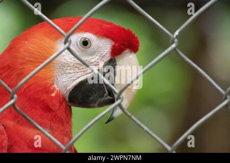 Nahaufnahme des Gesichts eines scharlachroten Aras, der in Gefangenschaft hinter einem Zaun gehalten wird. Stockfoto