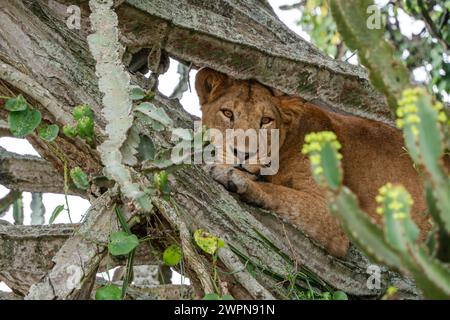 Löwin, die sich in einem Kaktusbaum im Queen Elizabeth Park, Uganda, aus nächster Nähe entspannen kann Stockfoto