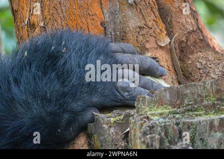 Silverback Berggorilla Hand aus nächster Nähe hält sich am Baumstamm im Bwindi Unpenetrable Forest fest. Stockfoto