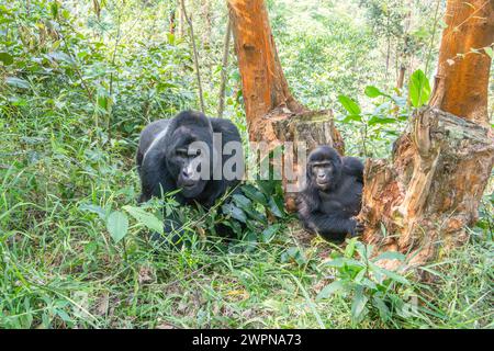 Maraya, der größte Silverback Berggorilla mit Junggorilla im Bwindi Inpenetrable Forest Stockfoto