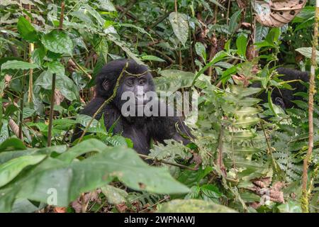 Junger Berggorilla im undurchdringlichen Wald von Bwindi Stockfoto