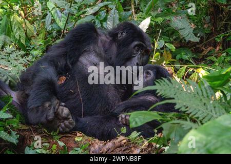 Liebevolle Verbindung zwischen Mutter und Baby Berggorillas im Bwindi Unpenetrable Forest Stockfoto