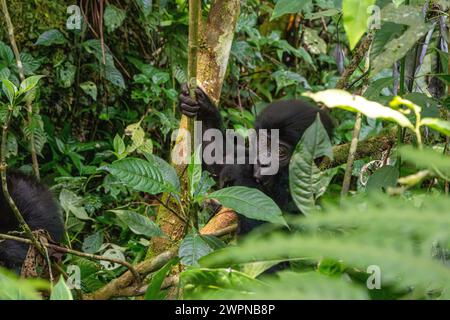 Niedlicher 4 Monate alter Berggorilla im Bwindi Unpenetrable Forest Stockfoto