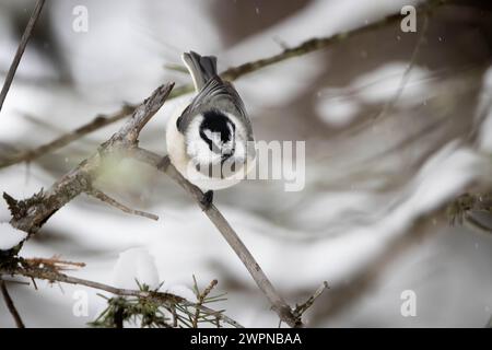 Ein Berghühnchen, das auf einem Ast thront und für den Flug bereit ist, wenn ein leichter Schnee fällt. Bridger-Teton-Nationalpark, Wyoming Stockfoto