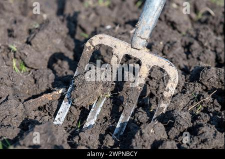 Amsterdam Niederlande 8. März 2024 Gartenarbeit. Gartengabel steht in frisch gemahlenem Boden auf einem Schrebergwerk. Das Grundstück befindet sich in Badhoevedorp in der Nähe des Flughafens Schiphol. Wie der Flughafen wurde das Land vor langer Zeit aus dem Haarlemmermeer zurückgewonnen, was bedeutet, dass der Boden aus Lehm besteht, was seine eigenen Herausforderungen mit sich bringt. Moestuin, Werkzeuge, gereedschap, Stockfoto