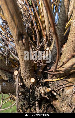 Amsterdam Niederlande 8. März 2024 Gartenarbeit. Kürzlich bestäubte weidensalix-Baum. Knotten, Knotwilg, Wilg, Stockfoto