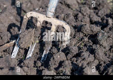 Amsterdam Niederlande 8. März 2024 Gartenarbeit. Gartengabel steht in frisch gemahlenem Boden auf einem Schrebergwerk. Das Grundstück befindet sich in Badhoevedorp in der Nähe des Flughafens Schiphol. Wie der Flughafen wurde das Land vor langer Zeit aus dem Haarlemmermeer zurückgewonnen, was bedeutet, dass der Boden aus Lehm besteht, was seine eigenen Herausforderungen mit sich bringt. Moestuin, Werkzeuge, gereedschap, Stockfoto