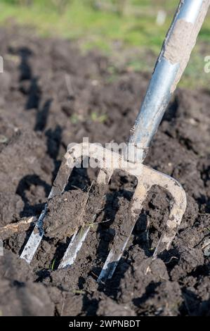 Amsterdam Niederlande 8. März 2024 Gartenarbeit. Gartengabel steht in frisch gemahlenem Boden auf einem Schrebergwerk. Das Grundstück befindet sich in Badhoevedorp in der Nähe des Flughafens Schiphol. Wie der Flughafen wurde das Land vor langer Zeit aus dem Haarlemmermeer zurückgewonnen, was bedeutet, dass der Boden aus Lehm besteht, was seine eigenen Herausforderungen mit sich bringt. Moestuin, Werkzeuge, gereedschap, Stockfoto