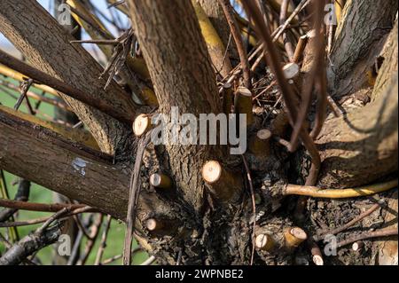 Amsterdam Niederlande 8. März 2024 Gartenarbeit. Kürzlich bestäubte weidensalix-Baum. Knotten, Knotwilg, Wilg, Stockfoto