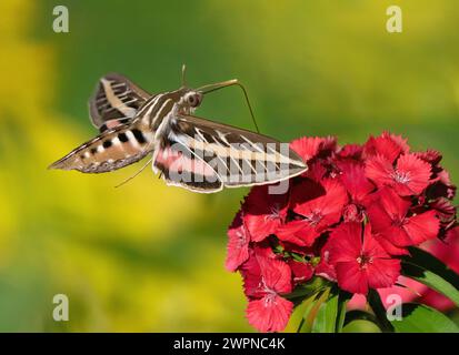 Eine weiß gesäumte Sphinx-Motte bestäubt eine bunte Sweet William-Blume. Nahansicht. Stockfoto