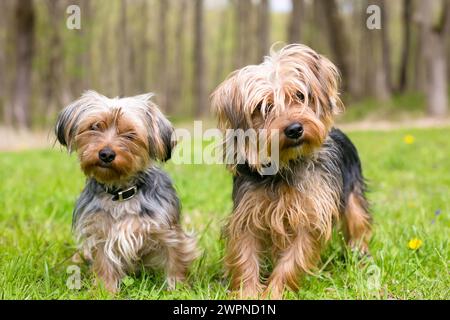 Ein Paar Yorkshire Terrier gemischte Hunde stehen draußen zusammen Stockfoto