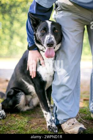 Eine Person, die einen nervösen australischen Rinderhund streichelt und tröstet Stockfoto