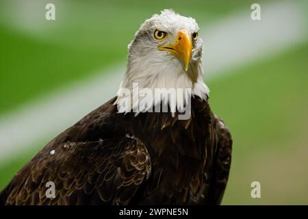 Deventer, Niederlande. März 2024. DEVENTER, NIEDERLANDE - 8. MÄRZ: Maskottchen von Go Ahead Eagles während des niederländischen Eredivisie-Spiels zwischen Go Ahead Eagles und PSV am 8. März 2024 in de Adelaarshorst in Deventer, Niederlande. (Foto: Broer van den Boom/Orange Pictures) Credit: Orange Pics BV/Alamy Live News Stockfoto