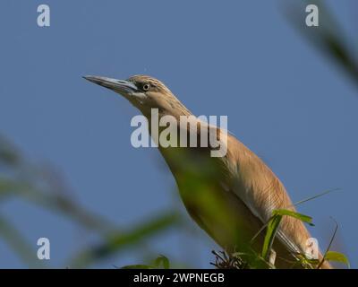 Räucherreiher, Ardeola ralloides, Lac Alarobia, Analamanga, Madagaskar Stockfoto