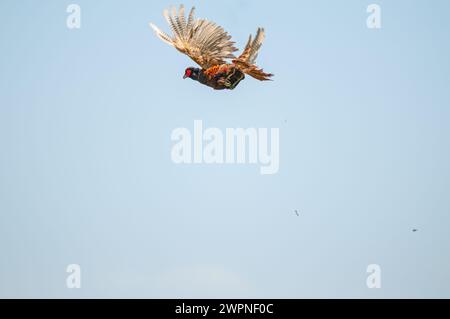 Der Moment, in dem der gewöhnliche Fasanvogel vom Jäger am Himmel erschossen wird. (Phasianus colchicus) Stockfoto