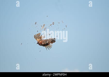 Der Moment, in dem der gewöhnliche Fasanvogel vom Jäger am Himmel erschossen wird. (Phasianus colchicus) Stockfoto