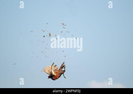 Der Moment, in dem der gewöhnliche Fasanvogel vom Jäger am Himmel erschossen wird. (Phasianus colchicus) Stockfoto