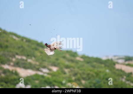 Der Moment, in dem der gewöhnliche Fasanvogel vom Jäger am Himmel erschossen wird. (Phasianus colchicus) Stockfoto