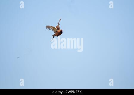 Der Moment, in dem der gewöhnliche Fasanvogel vom Jäger am Himmel erschossen wird. (Phasianus colchicus) Stockfoto