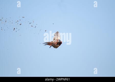 Der Moment, in dem der gewöhnliche Fasanvogel vom Jäger am Himmel erschossen wird. (Phasianus colchicus) Stockfoto