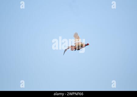 Der Moment, in dem der gewöhnliche Fasanvogel vom Jäger am Himmel erschossen wird. (Phasianus colchicus) Stockfoto