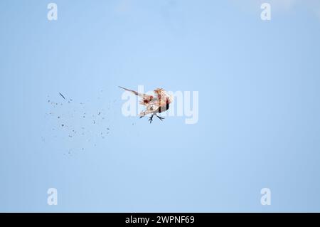 Der Moment, in dem der gewöhnliche Fasanvogel vom Jäger am Himmel erschossen wird. (Phasianus colchicus) Stockfoto