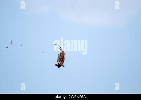 Der Moment, in dem der gewöhnliche Fasanvogel vom Jäger am Himmel erschossen wird. (Phasianus colchicus) Stockfoto