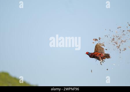 Der Moment, in dem der gewöhnliche Fasanvogel vom Jäger am Himmel erschossen wird. (Phasianus colchicus) Stockfoto