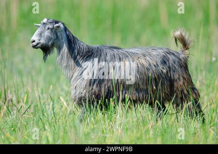 Eine Ziege, die auf grünem Gras läuft. Stockfoto