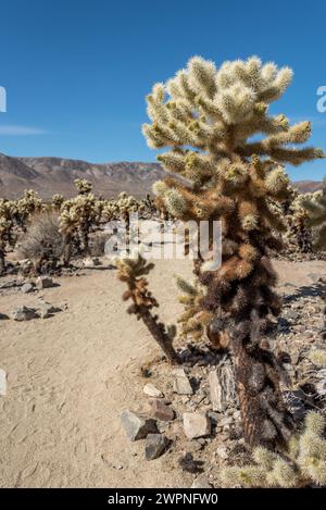 Ein großer Teddybär begrüßt Besucher auf dem Cholla Garden Nature Trail im Joshua Tree National Park. Rollstuhlgerecht und für Kinderwagen geeignet. Stockfoto