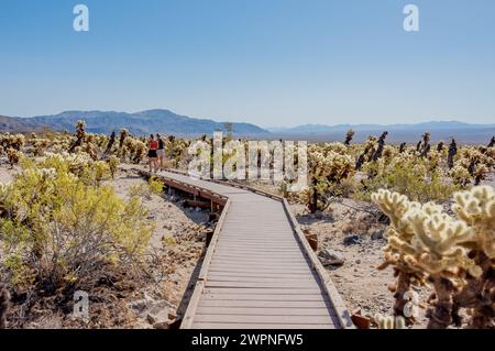 Zwei Frauen erkunden den Teddybär cholla Cactus Garden im Joshua Tree National Park und gehen auf einem rollstuhlgerechten Holzsteg. Stockfoto