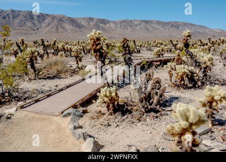 Ein rollstuhlgerechter Pfad führt durch den Teddybär cholla Kaktusgarten im Joshua Tree National Park. Der Trail ist voller Sand und teilweise Promenade. Stockfoto