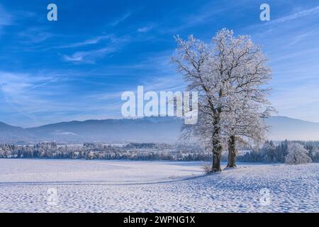 Deutschland, Bayern, Pfaffenwinkel, Penzberg, Landkreis Sankt Johannisrain, Winterlandschaft mit Eichen vor den Voralpen Stockfoto