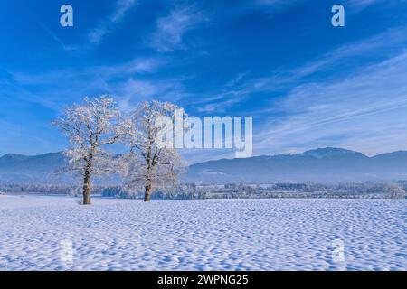 Deutschland, Bayern, Pfaffenwinkel, Penzberg, Landkreis Sankt Johannisrain, Winterlandschaft mit Eichen vor den Voralpen Stockfoto