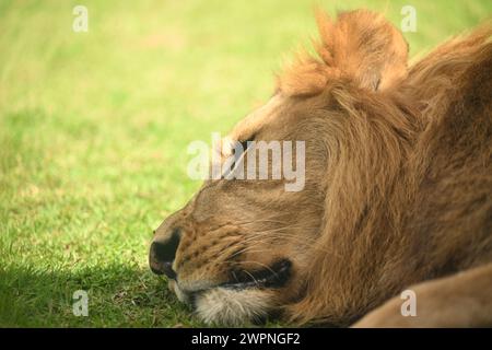 Schlafender Löwe auf einem Gras Stockfoto