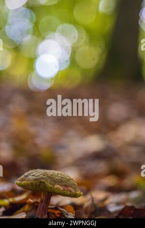 Boletus felleus (Tylopilus felleus, Boletus felleus) Stockfoto