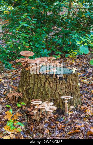 Gruppe von Honigpilzen / Hallimash, Nahaufnahme Stockfoto