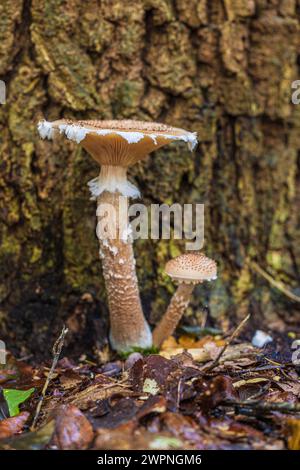 Gruppe von Honigpilzen / Hallimash, Nahaufnahme Stockfoto