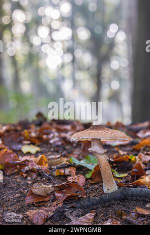 Gruppe von Honigpilzen / Hallimash, Nahaufnahme Stockfoto