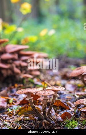 Gruppe von Honigpilzen / Hallimash, Nahaufnahme Stockfoto