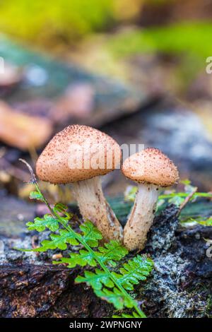 Gruppe von Honigpilzen / Hallimash, Nahaufnahme Stockfoto