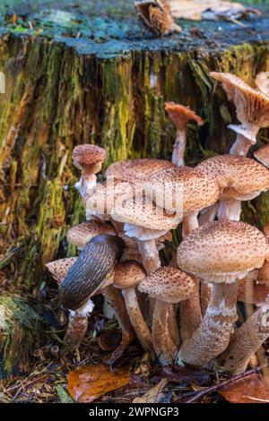 Gruppe von Honigpilzen / Hallimash, Nahaufnahme Stockfoto