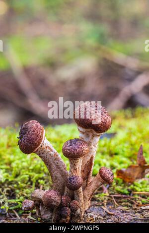 Gruppe von Honigpilzen / Hallimash, Nahaufnahme Stockfoto