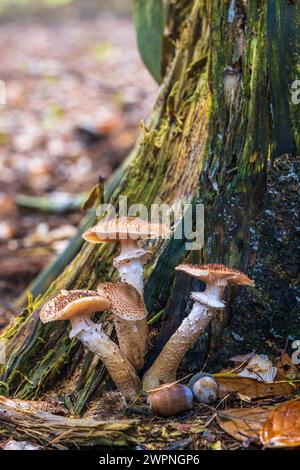 Gruppe von Honigpilzen / Hallimash, Nahaufnahme Stockfoto