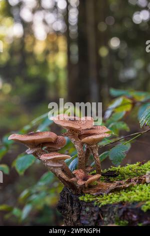 Gruppe von Honigpilzen / Hallimash, Nahaufnahme Stockfoto