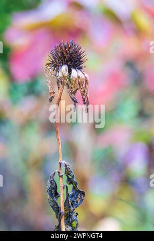 Lila Coneflower im Garten, Echinacea pupupurea, Nahaufnahme, verschwommener Blumenhintergrund, abstraktes kreisförmiges Bokeh Stockfoto