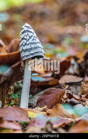Haubenzündungen, auch bekannt als Spargelpilz oder Porzellanzündungen, Coprinus comatus, genießbar, wenn jung Stockfoto