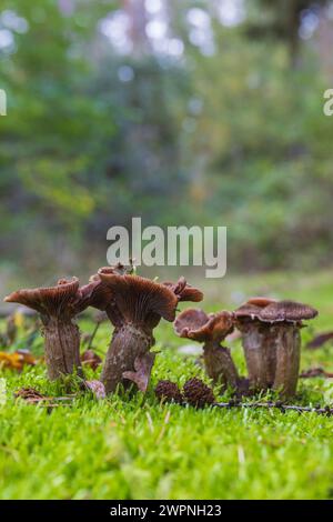 Gruppe von Honigpilzen / Hallimash, Nahaufnahme Stockfoto